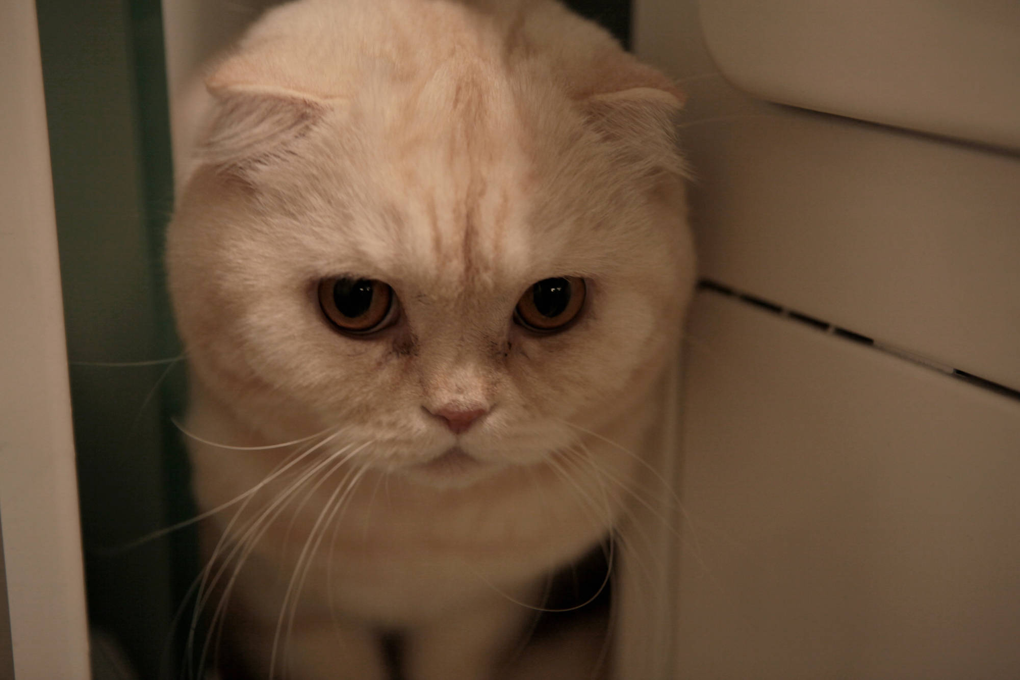Кот сильно линяет: что делать для упрощения уборки шерсти в квартире и доме  | Houzz Россия