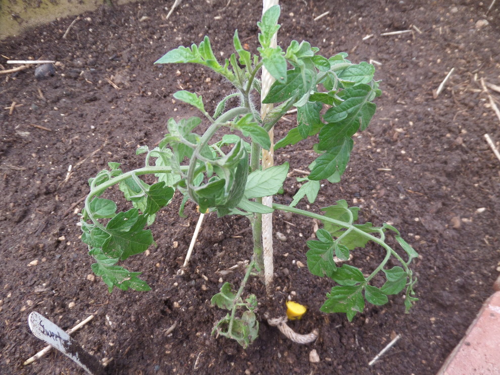 Greenhouse tomatoes are drooping