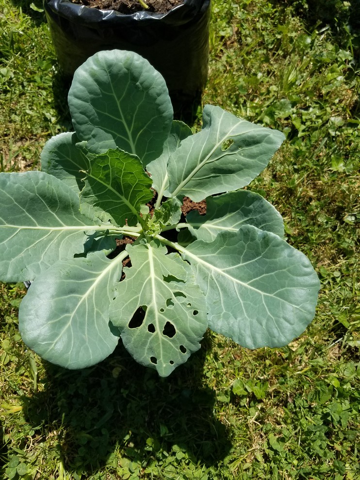 Help!!! Holes in collard green leaves and small white bugs!