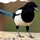 Last commented by Musical Magpie