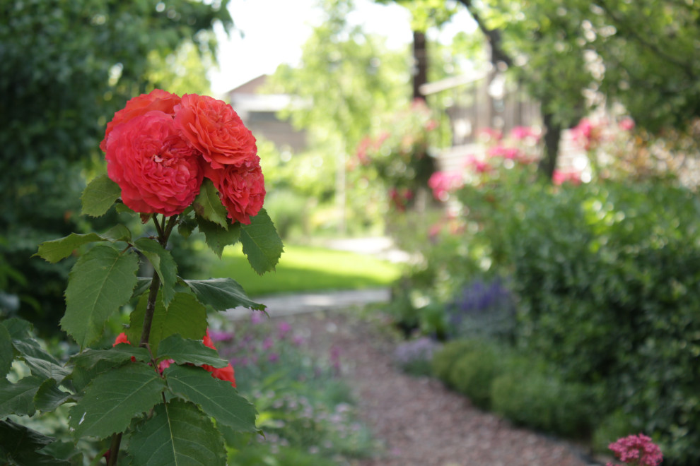 Сад сотни птиц