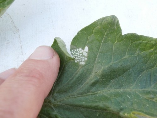 White Eggs On Top Of Tomato Leaf