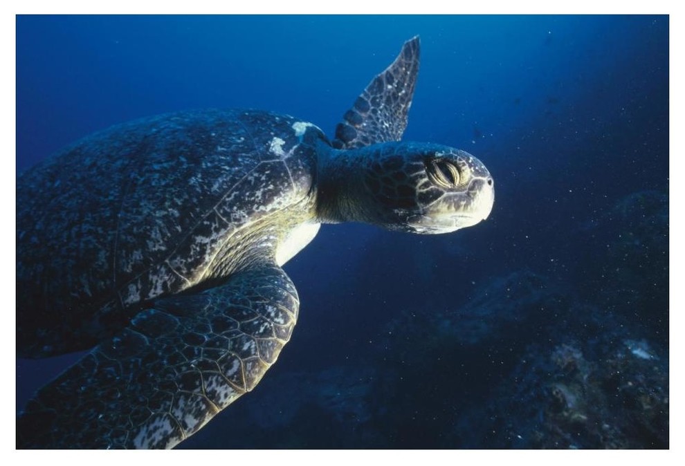 Green Sea Turtle, Cousin'S Island, Galapagos Islands, Ecuador-Paper Art