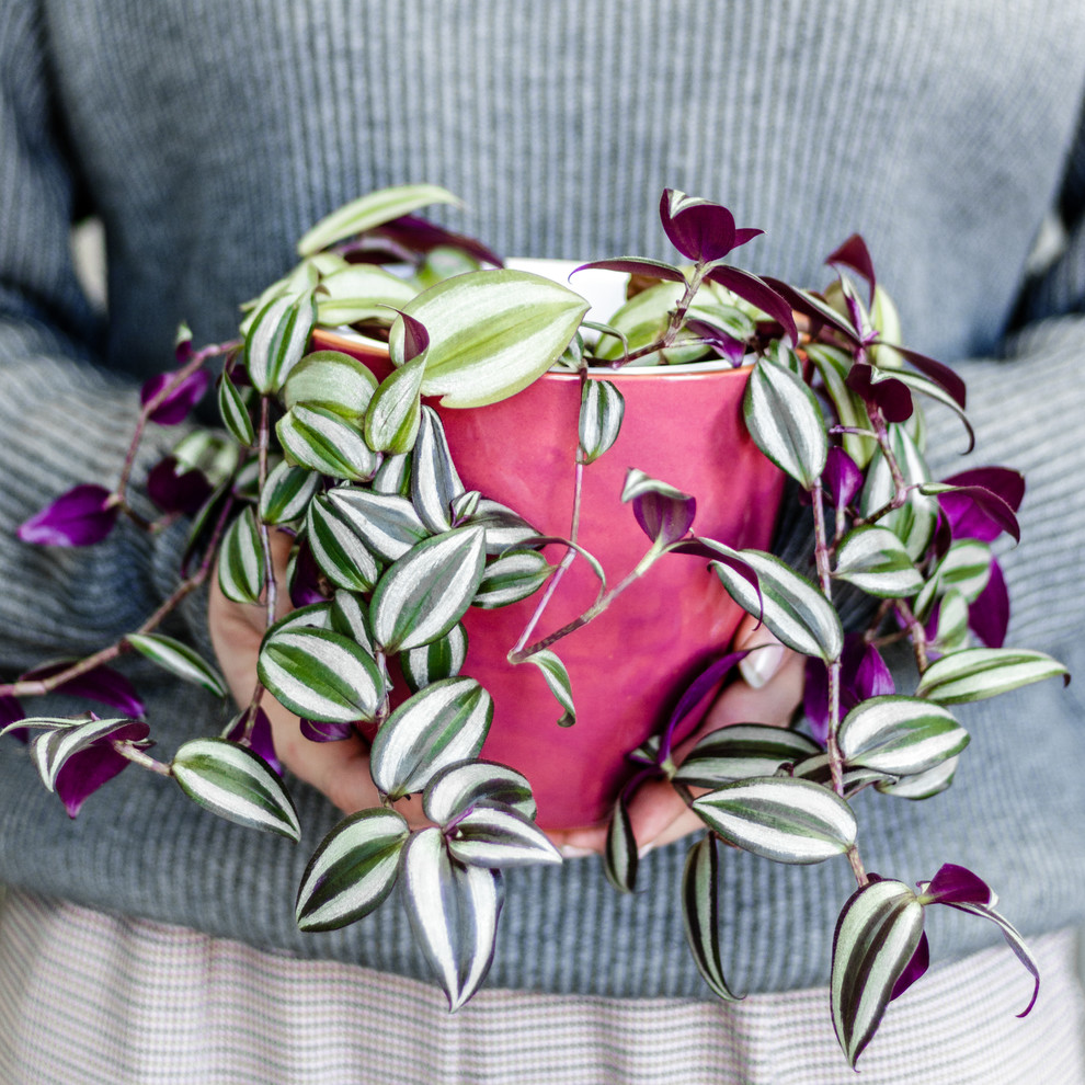 Керамические горшки и кашпо Plant&Co