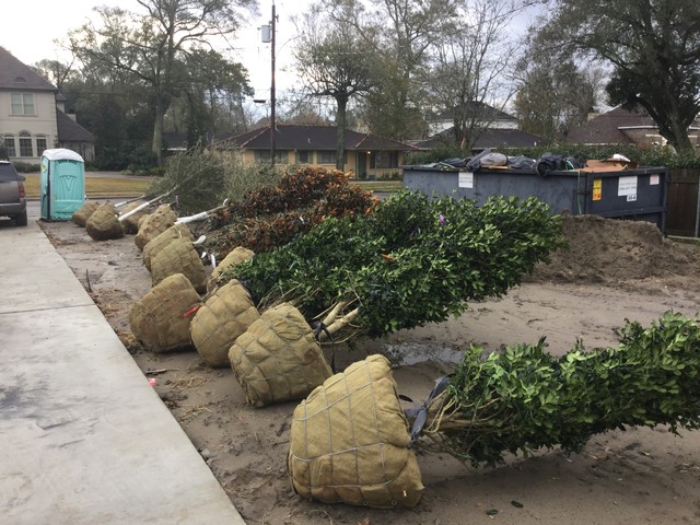 This is an example of a landscaping in New Orleans.