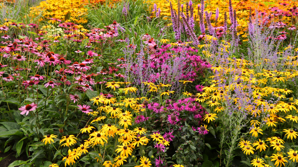 Favorite Plants