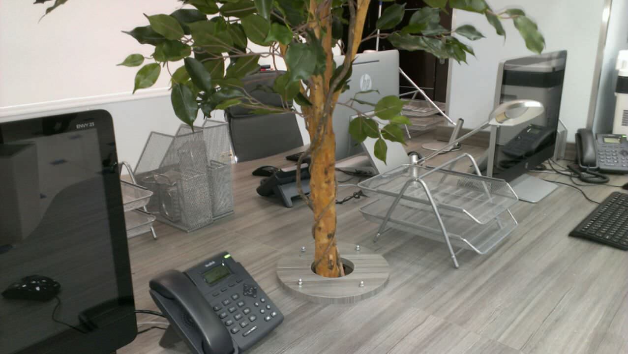 Офис с деревьями