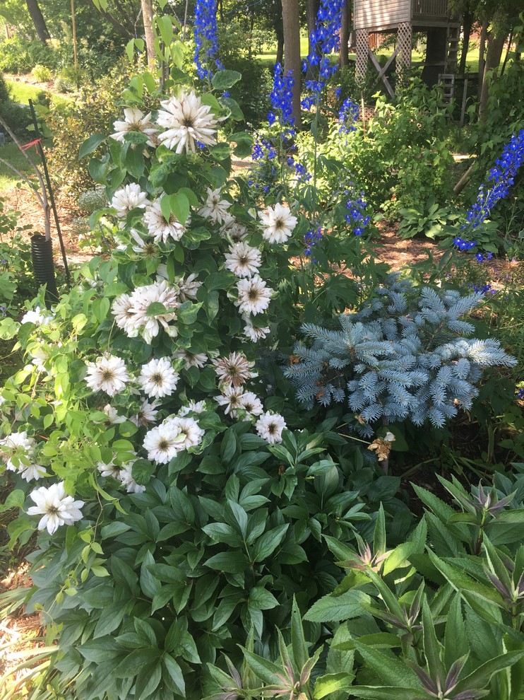 White clematis turning brown in center