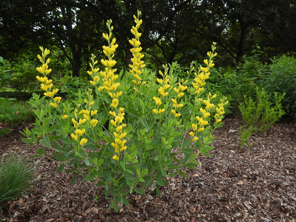 Native plants