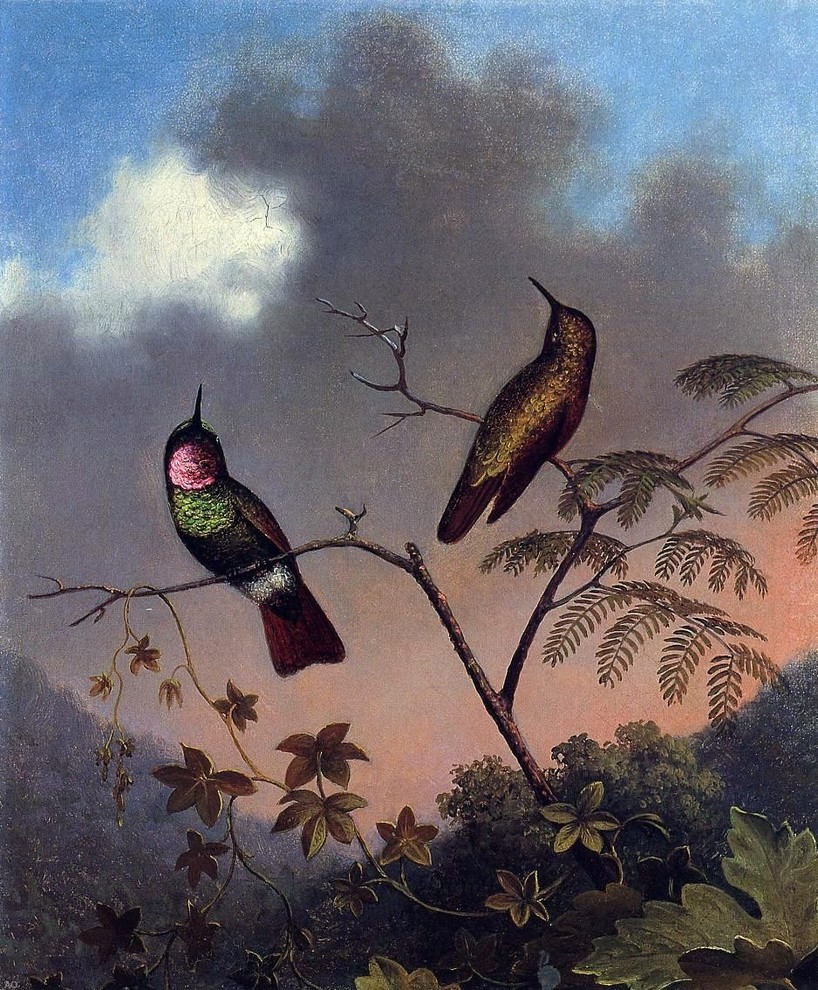 Martin Johnson Heade Brazilian Ruby Hummingbirds Gallery Wrapped Canvas Print