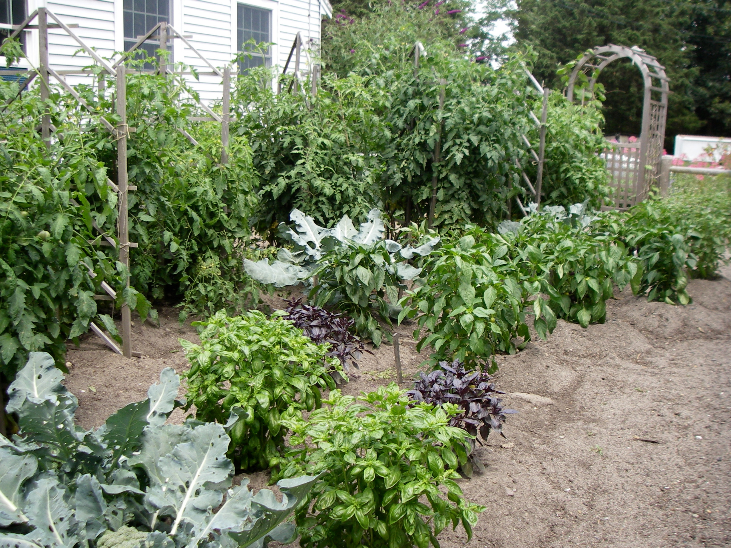 Edible garden