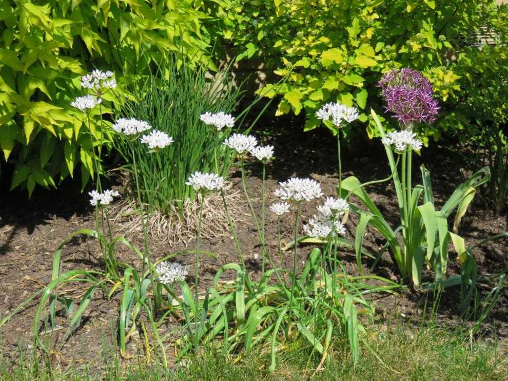 Front Garden, Essex