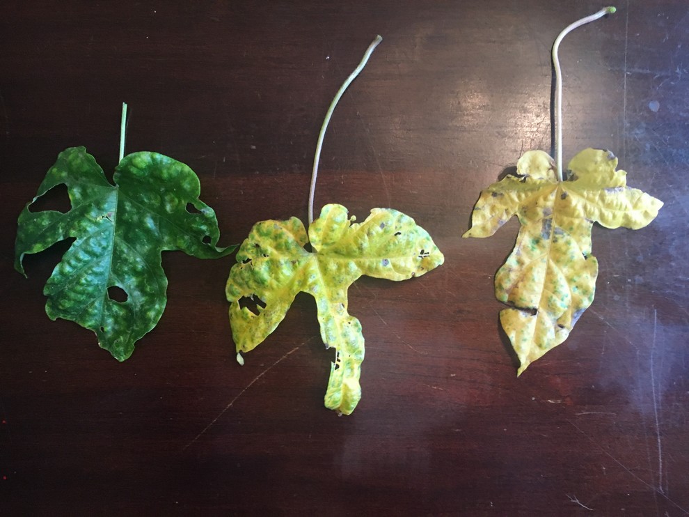 Morning glory disease?