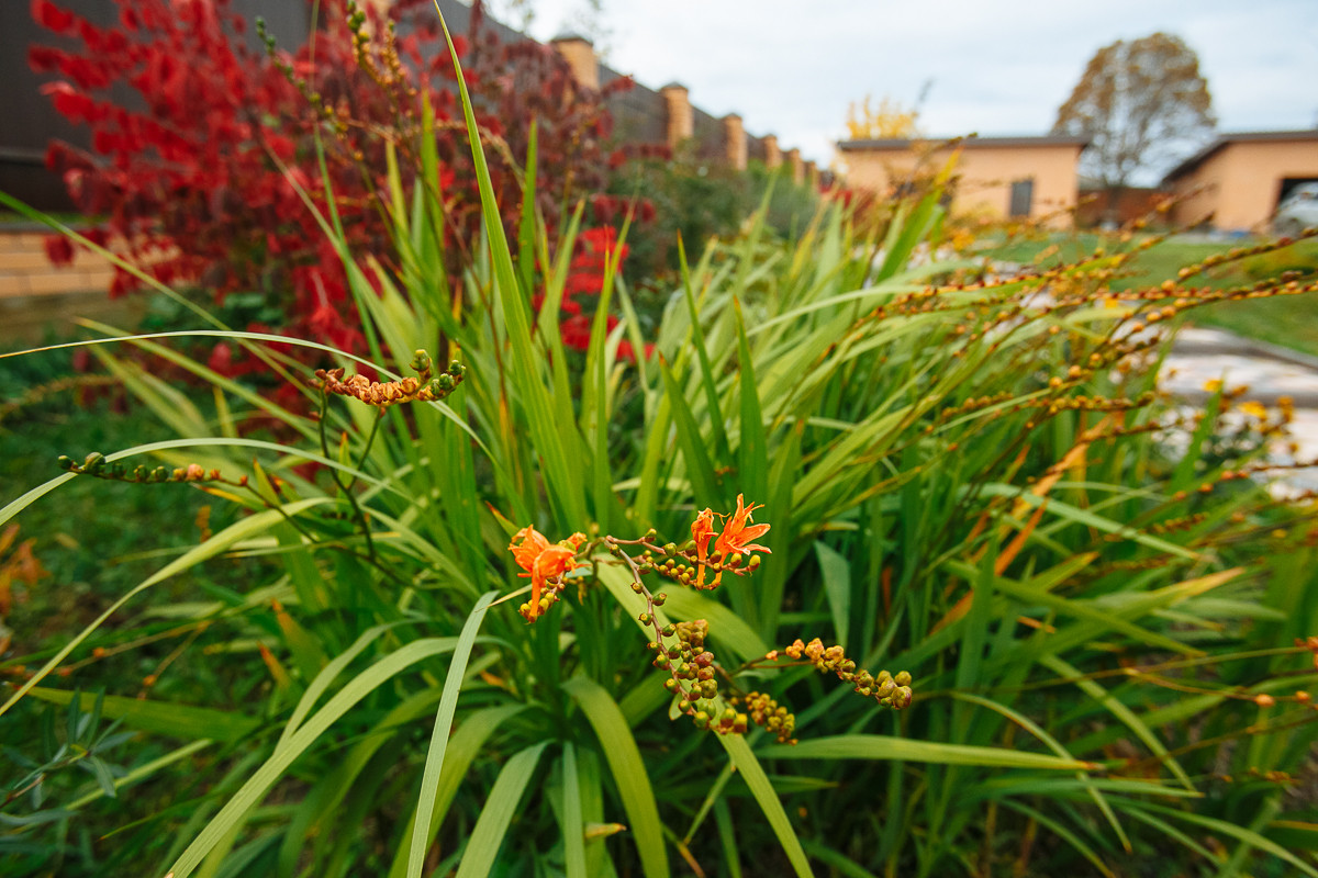 Сад "Каликат"