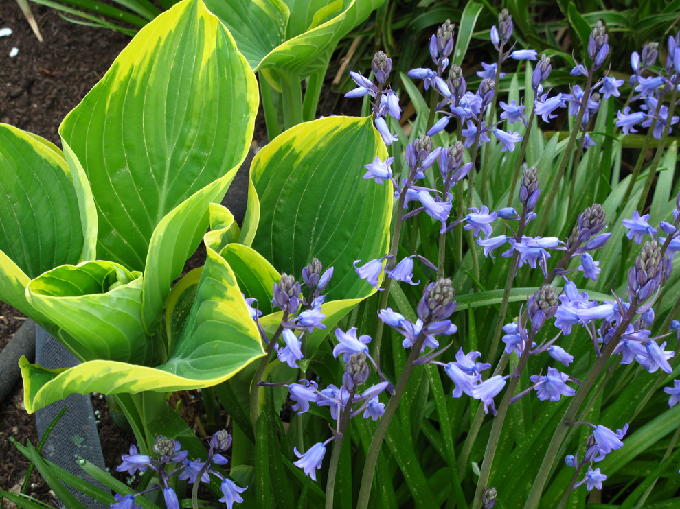 This is an example of a traditional garden in Seattle.