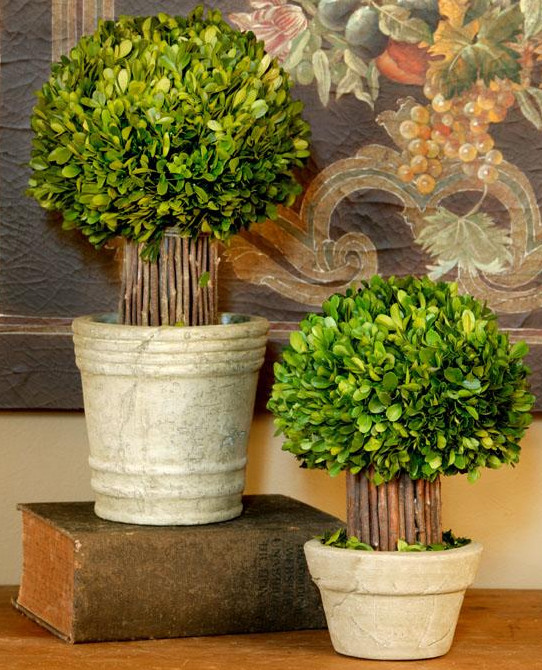 Small Hedged Boxwood Topiary