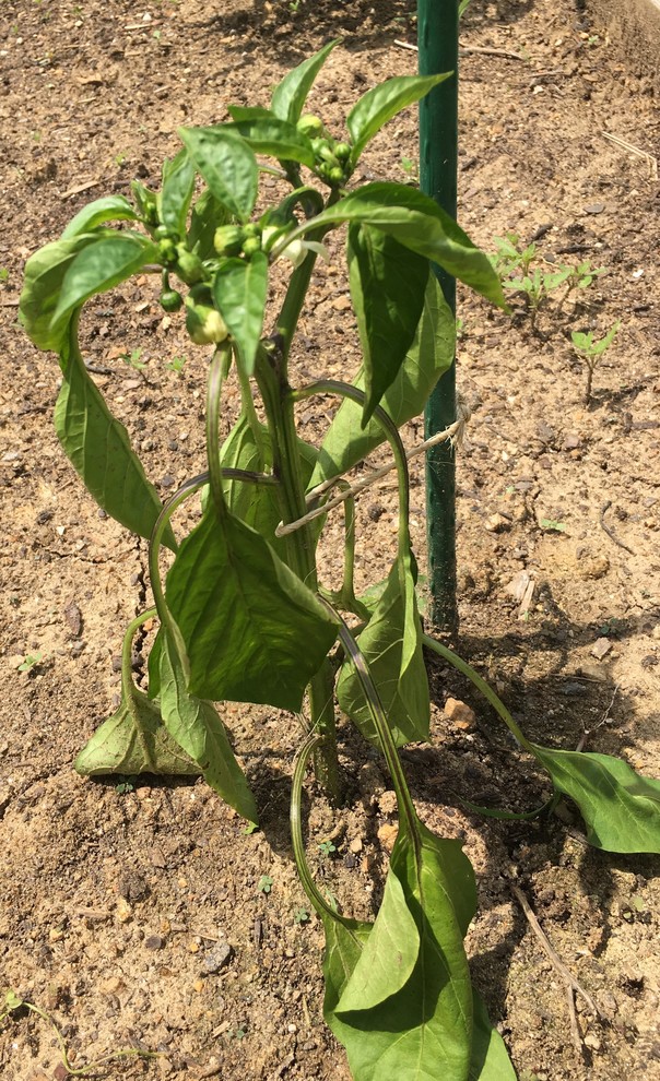 Are my pepper plants dying?