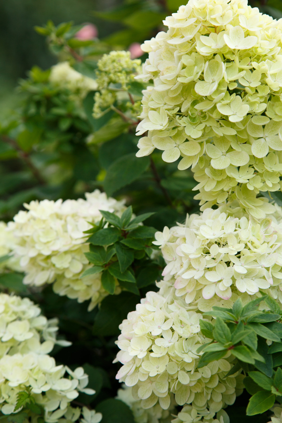 Портреты растений