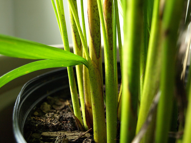 Areca Palm Has Brown Spots On Leaves