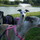 Last commented by shande3