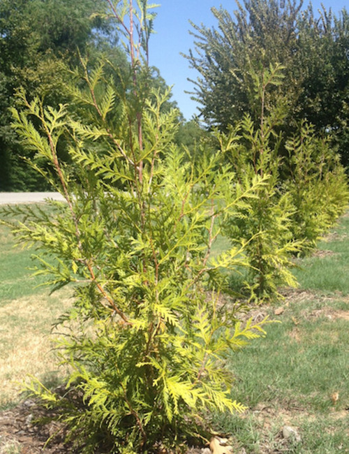 Watering Green Giant Arborvitae Shapeyourminds Thuja Green Giant Look At This Picture