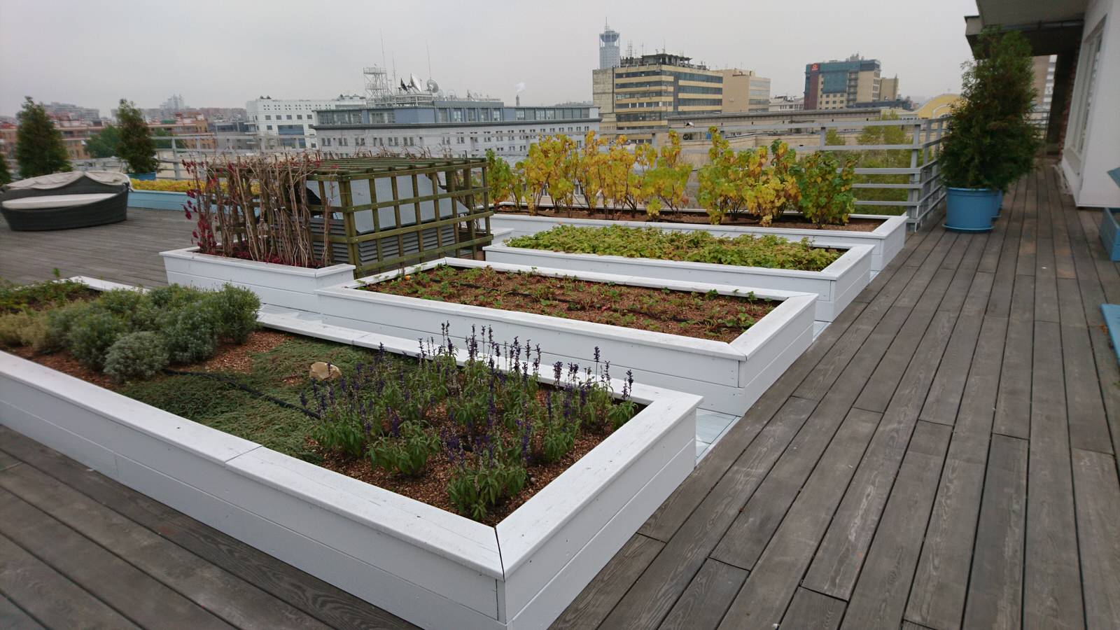 Зеленые кровли. Green roof