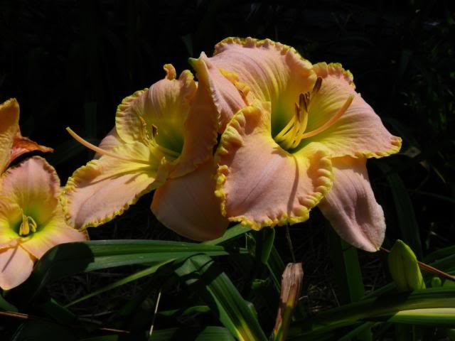 Part One- Tuesdays Double Blooms