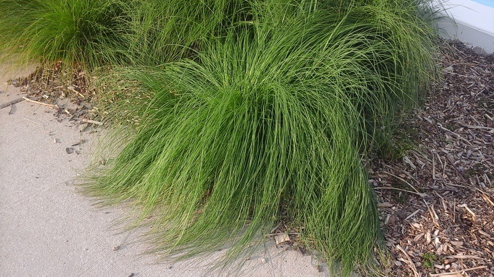 Ornamental grass zone 5 full sun