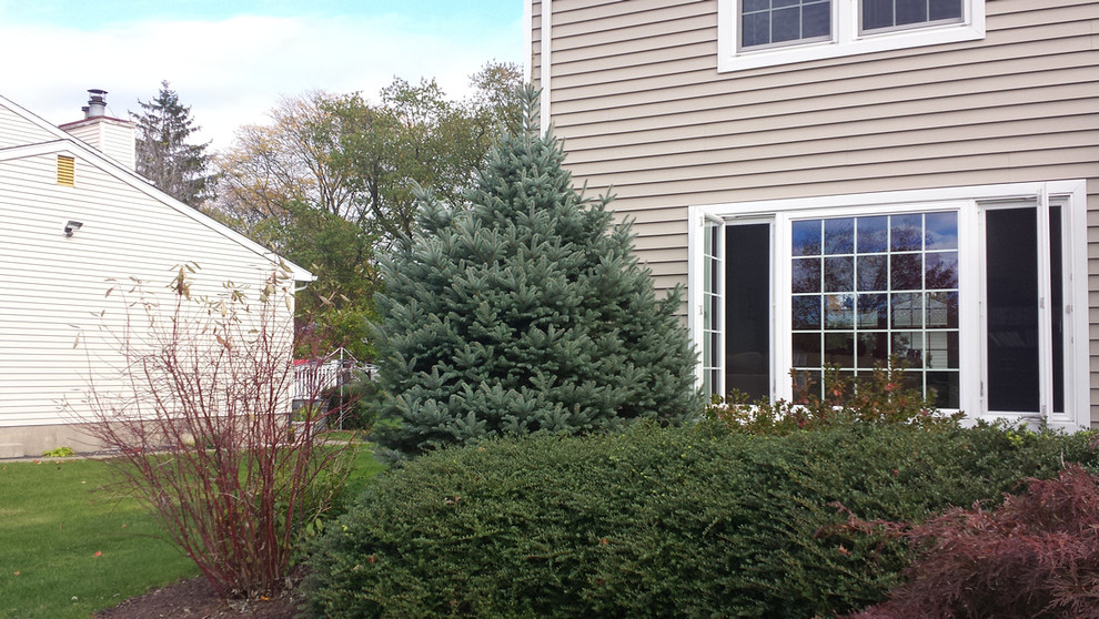 time to trim this conifer?