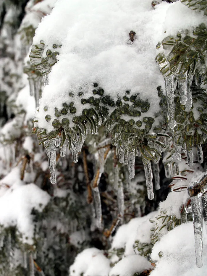 Winter Ice Damage hurts landscape plants ...how to prevent hardship