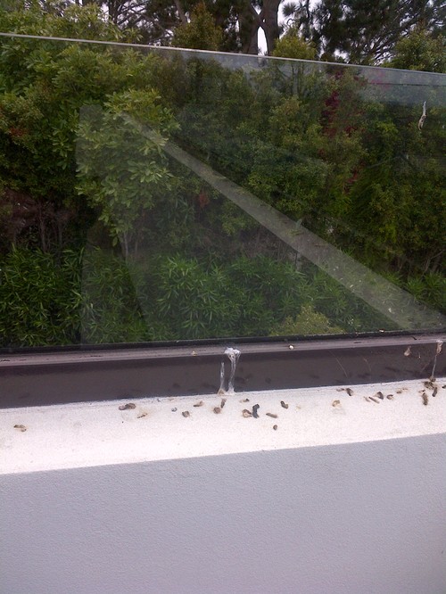 How To Deter Birds Of Prey Deter Birds From Patio