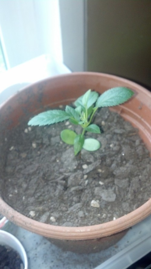 apple tree seedlings for sale apple tree seedlings for sale