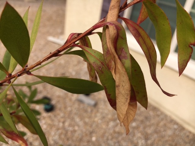 callistemon citrinus leaf