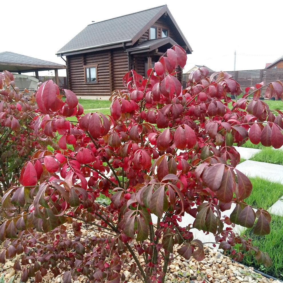 Зелёная комната