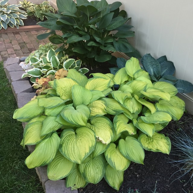 hosta 