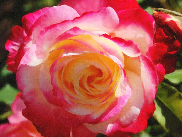 Rose in Sunshine 24x18