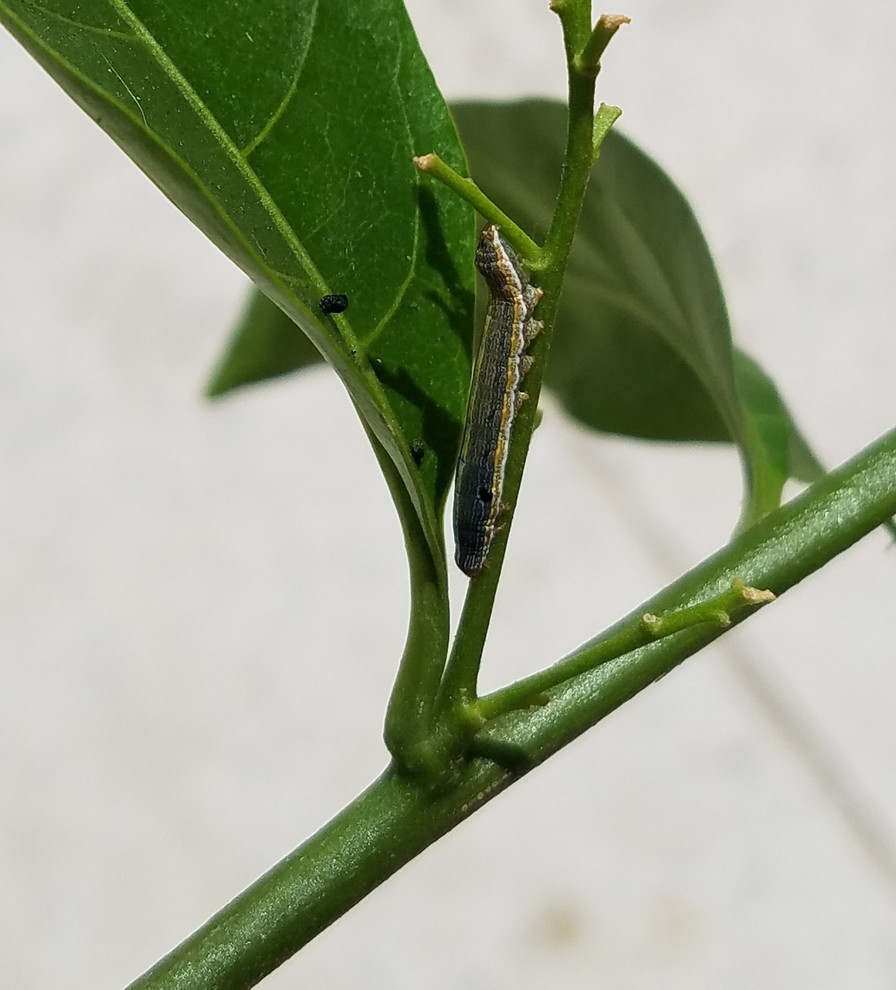 What's eating my Night Blooming Jasmine? How do I kill it?