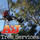 A and J Tree Services