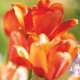 Blooming Decorator