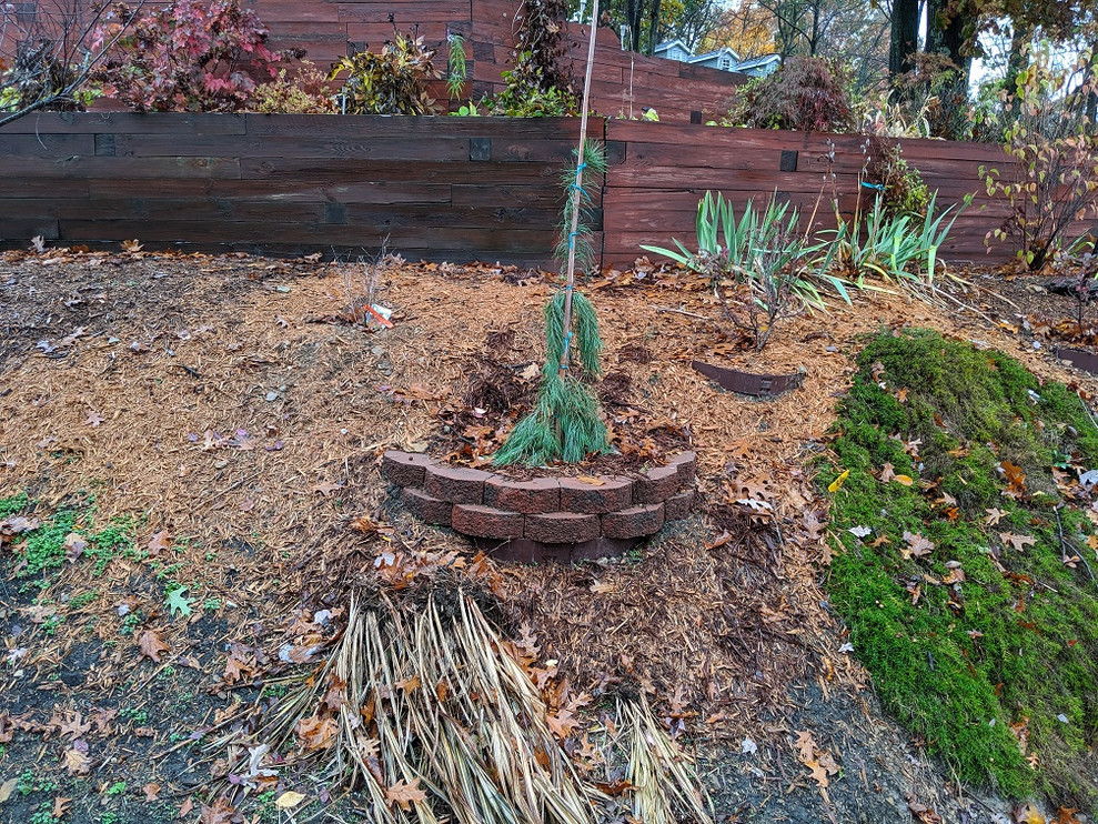 Planting Pine tree on a hill