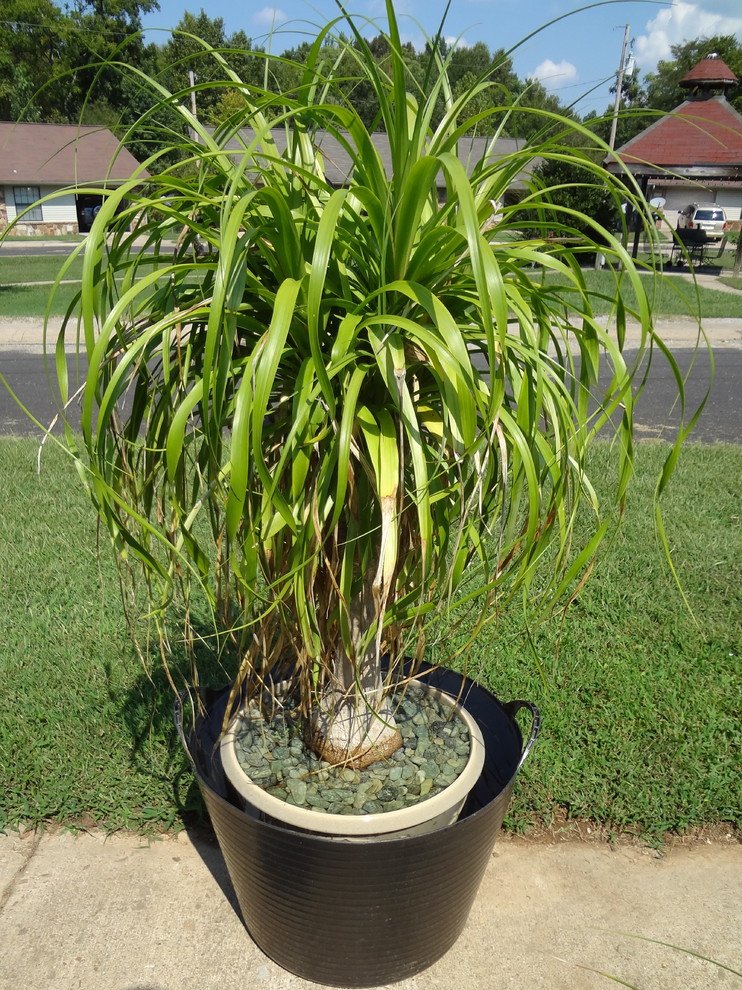 What Does An Overwatered Ponytail Palm Look Like at Christopher Wagner blog
