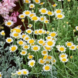 chamomile herb