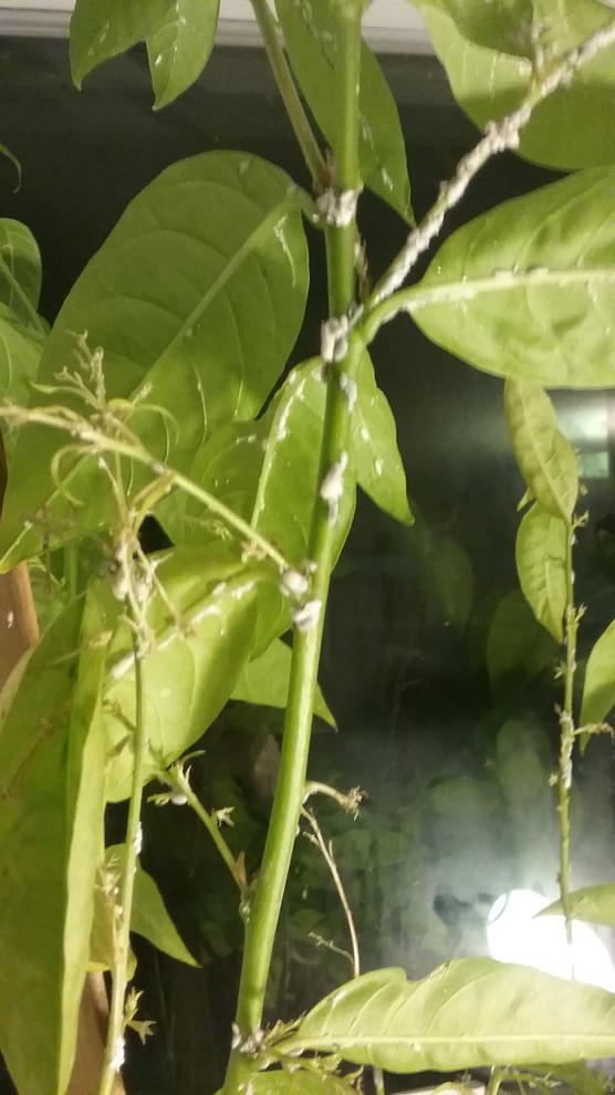 What's wrong with my night blooming jasmine plant?