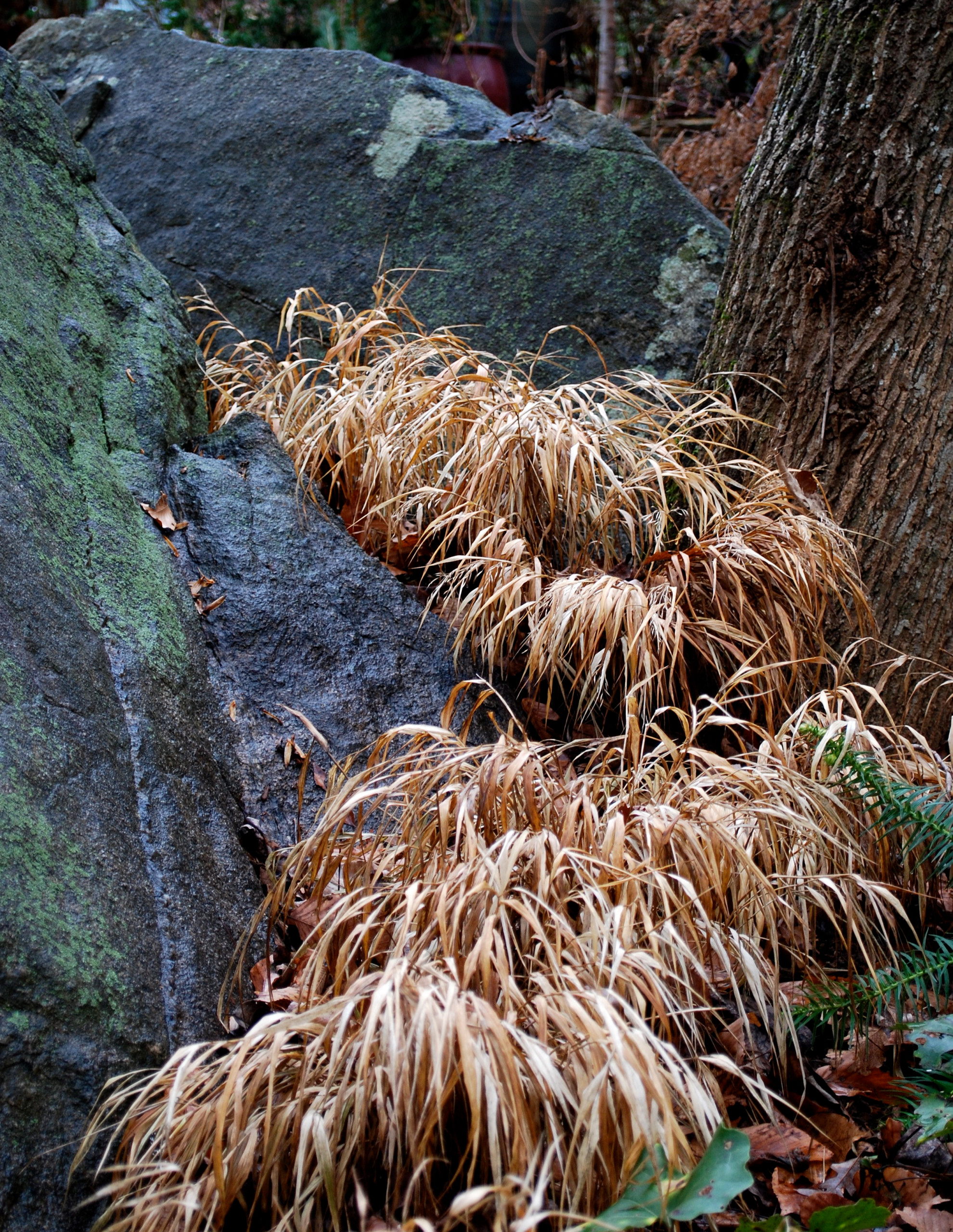 "River" of Japanese forest grass between boulders; Front Garden, winter, 2014.