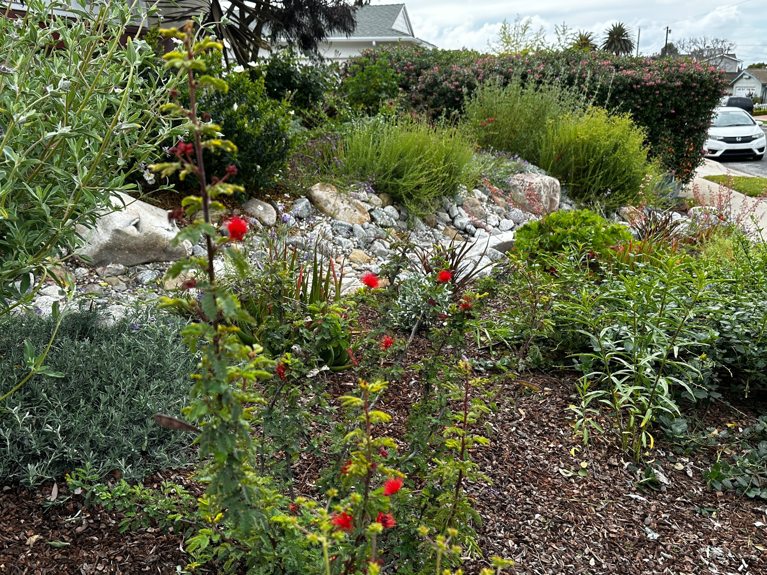 Torrance Hollywood Riviera Bee Friendly Ecological Garden