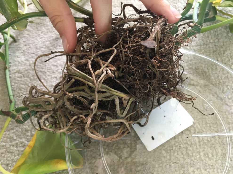 POTHOS: Do you know what I've done wrong? | Houzz Forum