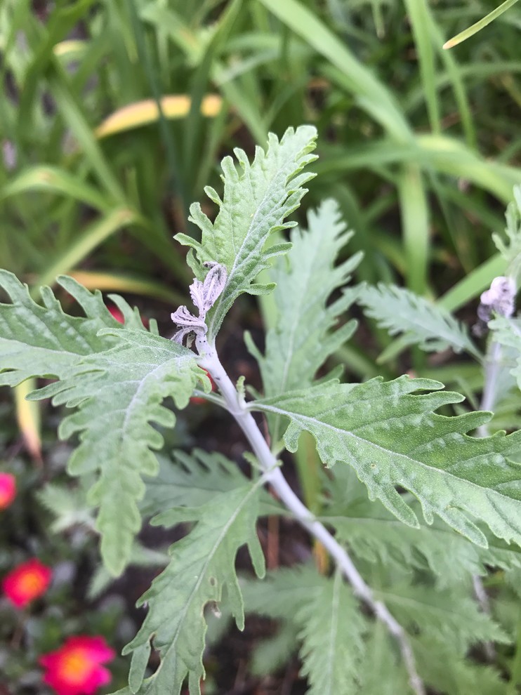 Russian sage tips wilting
