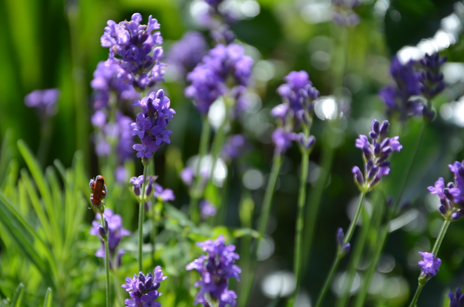 Садовый участок