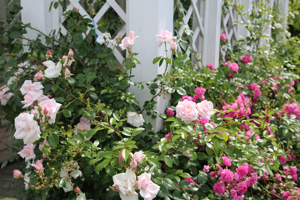 Розарии в садах NB-GARDEN