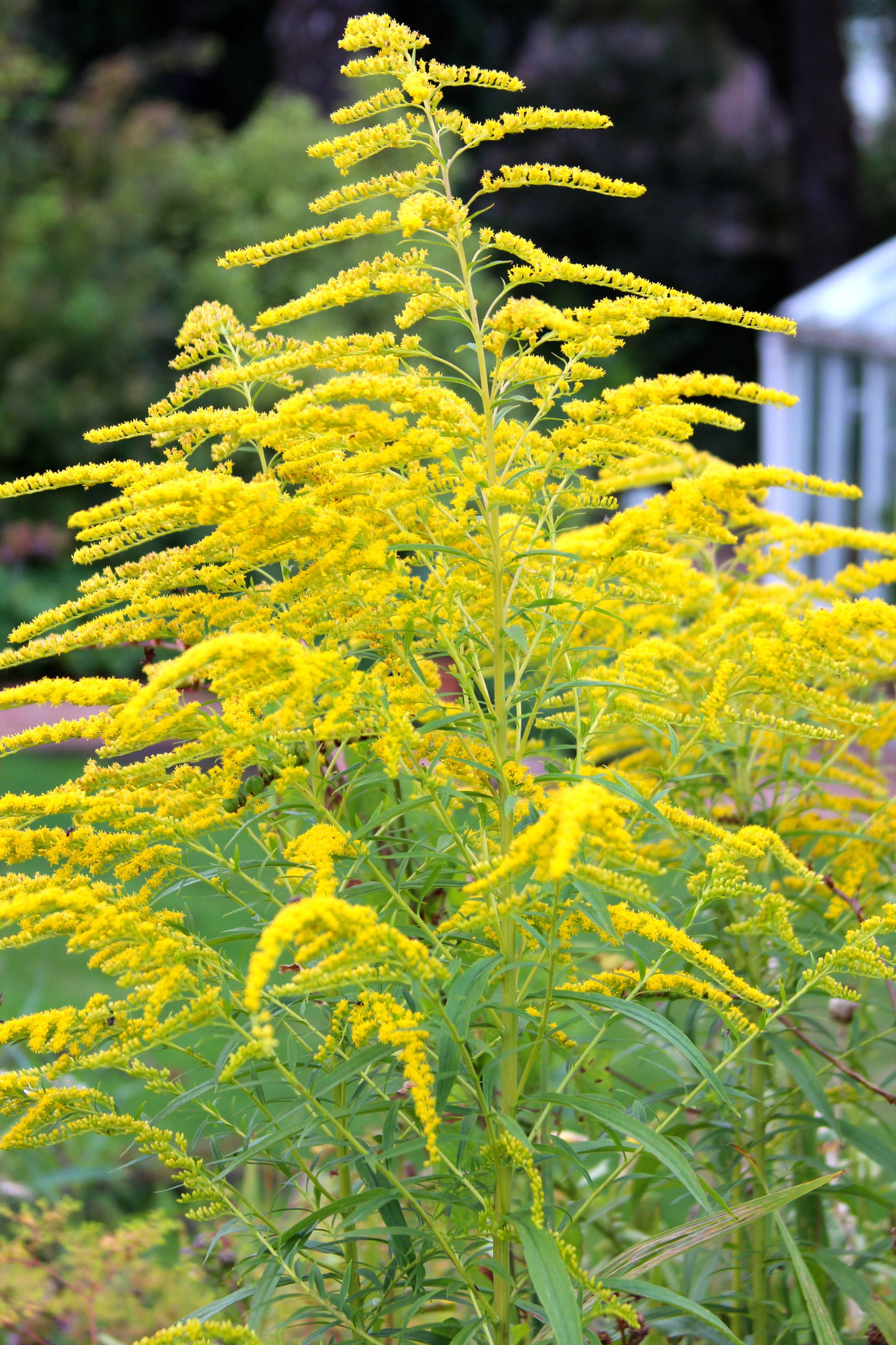 Got Allergies? 9 Plants to Avoid and What to Grow Instead